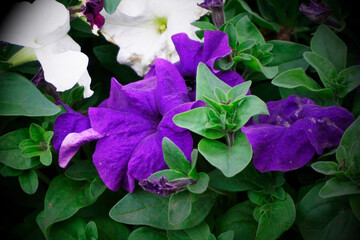 purple flowers in the garden