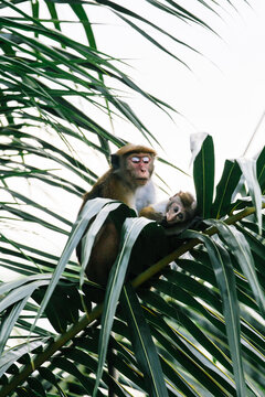 Monkeys in palm trees and on electrical wires in Mirissa, Sri Lanka