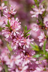 Almond blossom close-up in sunlight. Lots of pink flowers on bush