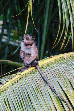 Monkeys in palm trees and on electrical wires in Mirissa, Sri Lanka