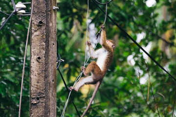 Monkeys in palm trees and on electrical wires in Mirissa, Sri Lanka