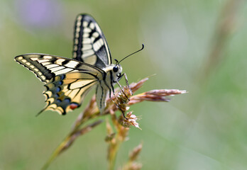 Schmetterlinge Falter