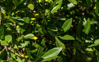 Green leaves with fruits of Pittosporum tobira, Australian laurel or Japanese pittosporum, Japanese cheesewood autumn Sochi park. Green leaves as natural background or texture