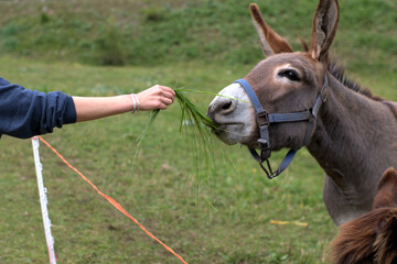 donkeys,animal, brown, farm, head, nature, grass,equestrian, animals,green, equine, outdoors,pasture 