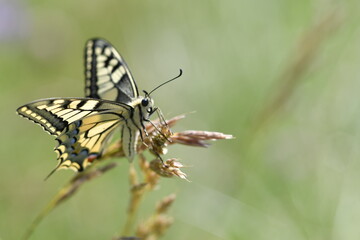 Schmetterlinge Falter