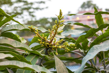 Fototapeta premium Growing mango flowers on the tree
