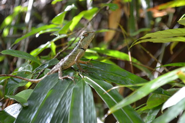 lézard