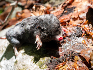 Talpa europaea, the mole in the forest. Moles are small mammals adapted to a subterranean lifestyle