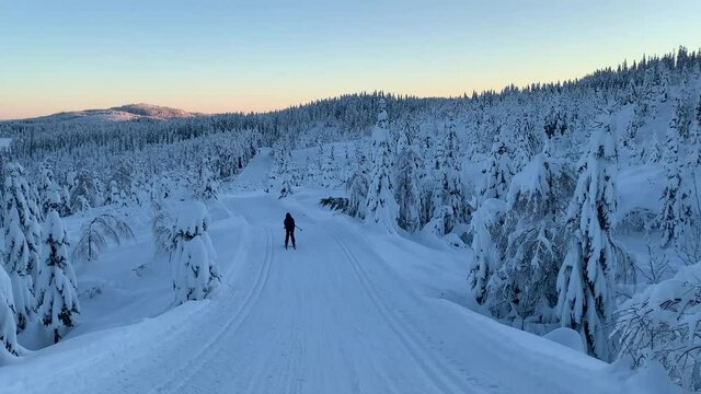 Cross Country skiing in a hill with trees covered in snow during sunset.