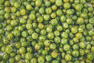 Food background. Lots of fresh, juicy bright green gooseberries. Home harvest.