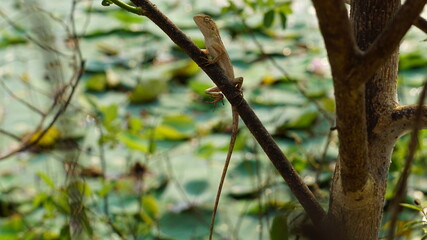 a lizard at the Buu Long Mountain Bien Hoa Dong Nai Park, Vietnam, January