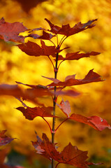 Red maple leaves close-up on a blurred yellow background