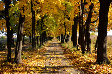 Autumn park alley with large trees