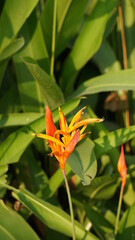a Heliconia flower in the Buu Long Mountain Bien Hoa Dong Nai Park, Vietnam, January
