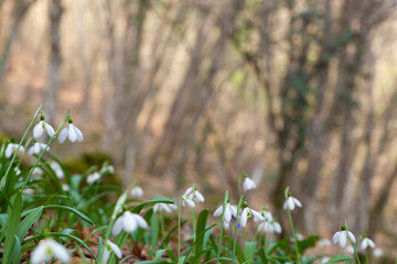 Close up pfoto of snowdrops in the woods, with a space for text.