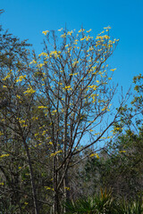Colorful winter tree leaf in Florida	