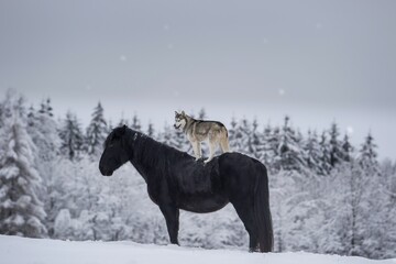 Husky dog riding on a black horse in winter scenery