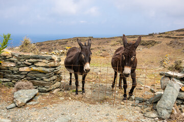 A pair of donkeys behind the fence. The rural Greek landscape of the island of Folegandros. Cyclades, Greece