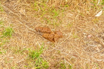 Obraz premium Deiezione Canina