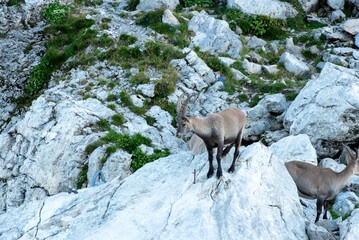 Ibex in the wild in the Alpstein region in Appenzell