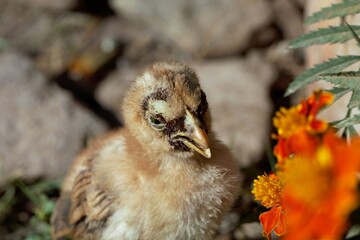 Chicken with a sticktight flea infestation