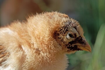 Chicken with a sticktight flea infestation