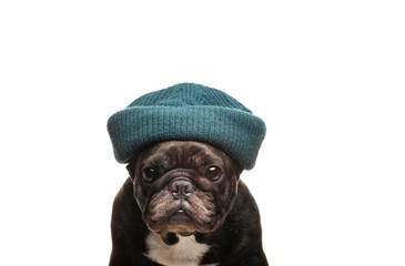 image of dog hat white background 