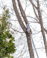 Chain saw on a pole cuts a limb in a tall tree