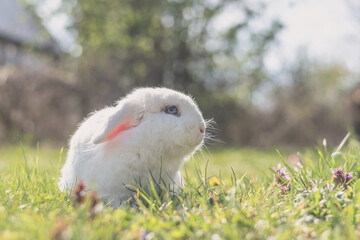 white bunny rabbit with blue eyes in spring easter time