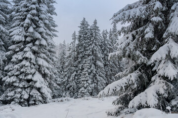 Naklejka premium Winter im Harz auf dem Brocken, schneebedeckte Tannen im winter wonderland. 