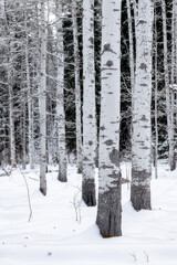 Aspen tree grove in winter with snow on the ground