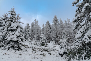 Winter im Harz auf dem Brocken, schneebedeckte Tannen im winter wonderland. 