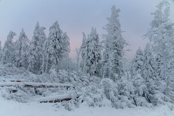 Fototapeta na wymiar Winter im Harz auf dem Brocken, schneebedeckte Tannen im winter wonderland. 