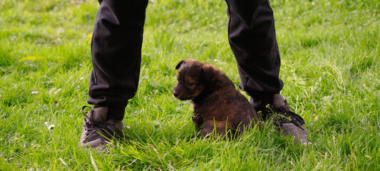 brown puppies in the garden with a man legs