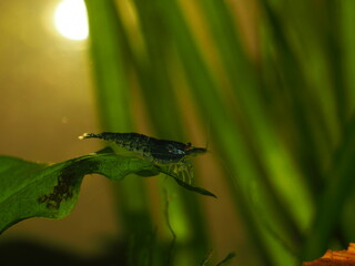 Male Blue Diamond Neocaridina Shrimp