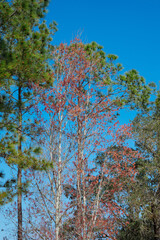 Colorful winter tree leaf in Florida	