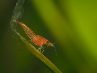 Red Cherry Shrimplet