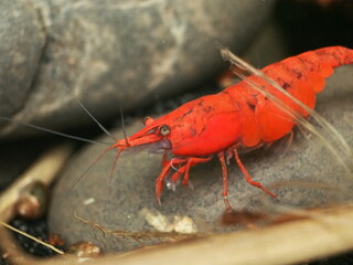 Adult Female Painted Red Neocaridina