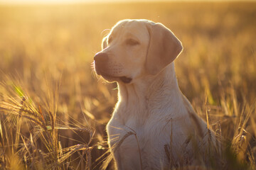 fawn labrador in a wheat field at sunset