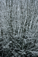 Branches in snow