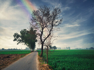 tree on a road with rainbow