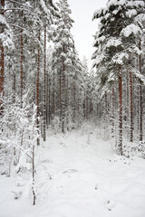 Fototapeta premium Snowy winter wonderland forest with snow covered trees and a foot path