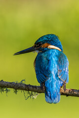 kingfisher (Alcedo atthis)