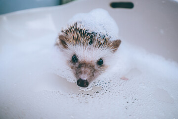 Hedgehog with foam on his head bathes in a bathtub in the bathroom. A hedgehog taking a bath. Pet...