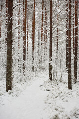 snow covered pine forest with path