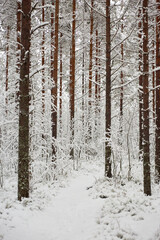 Fototapeta premium snow covered pine forest with path