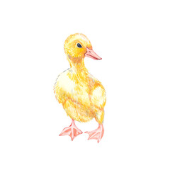 Duckling watercolor illustration. Easter set. Hand painted card with traditional symbols isolated on white background.
