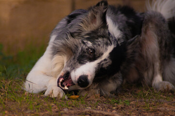 Border collie azul mirlo
