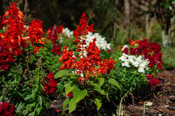 Beautiful garden snapdragon flower in winter of Florida