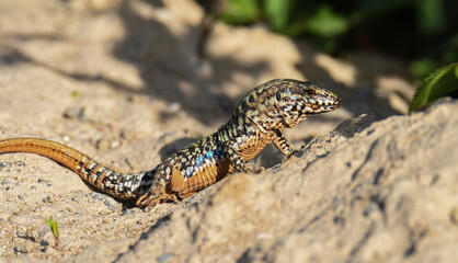 Männliche Mauereidechse (Podarcis muralis). Um große Bauvorhaben zu realisieren, müssen oftmals Eidechsen umgesiedelt werden. Zu den häufig umgesiedelten Arten in Deutschland gehört die Mauereidechse.